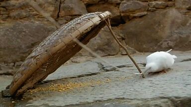 Simone Spoladore sexy scenes in Lavoura Arcaica (2001)