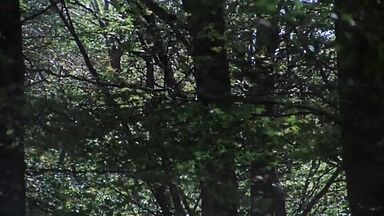 Teresa Ann Savoy nude in Caligula (1979)