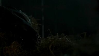 Lola Zackow and Madeleine Martin lesbian scene Dystopia