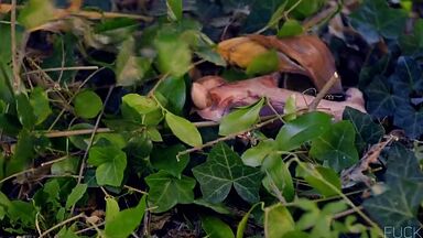 Analeigh Tipton hot in Broken Star