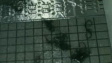 Teresa Palmer sexy in The Grudge 2