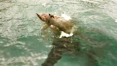 Blake Lively sexy in The Shallows (2016)