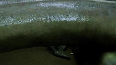 Naked mermaids